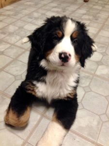Introducing your New Berner Pup to the Family