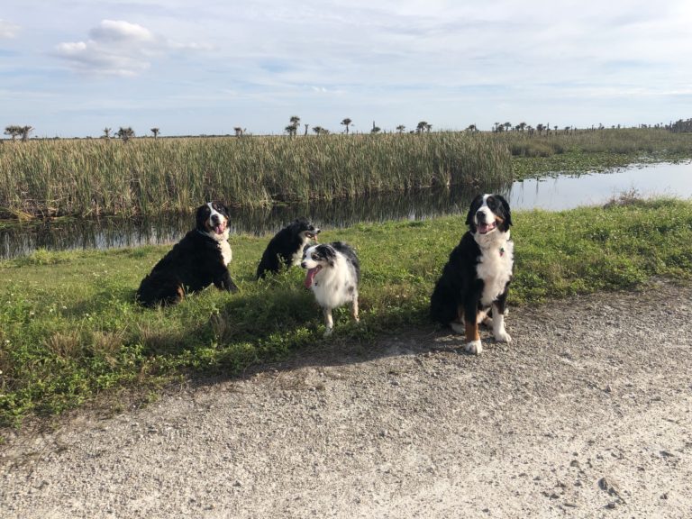 Dogs On a Walk